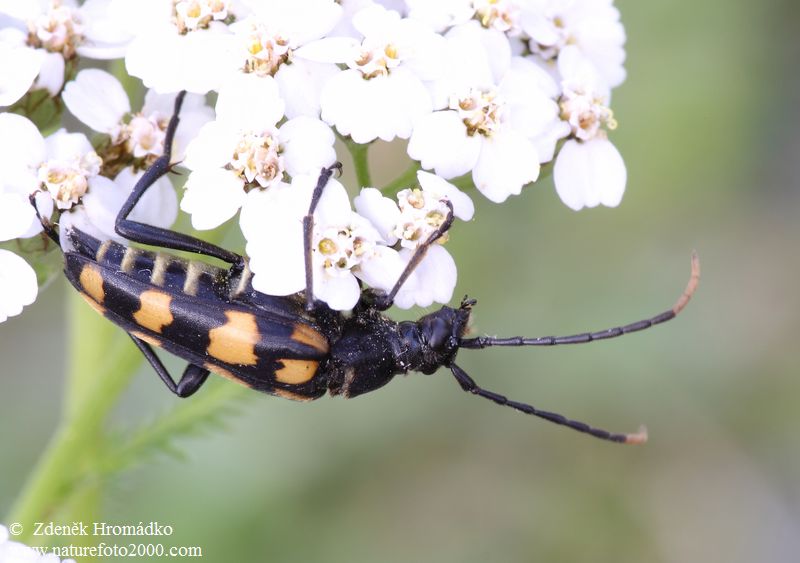 Tesařík čtveropásý, Leptura quadrifasciata, Cerambycidae, Lepturini (Brouci, Coleoptera)